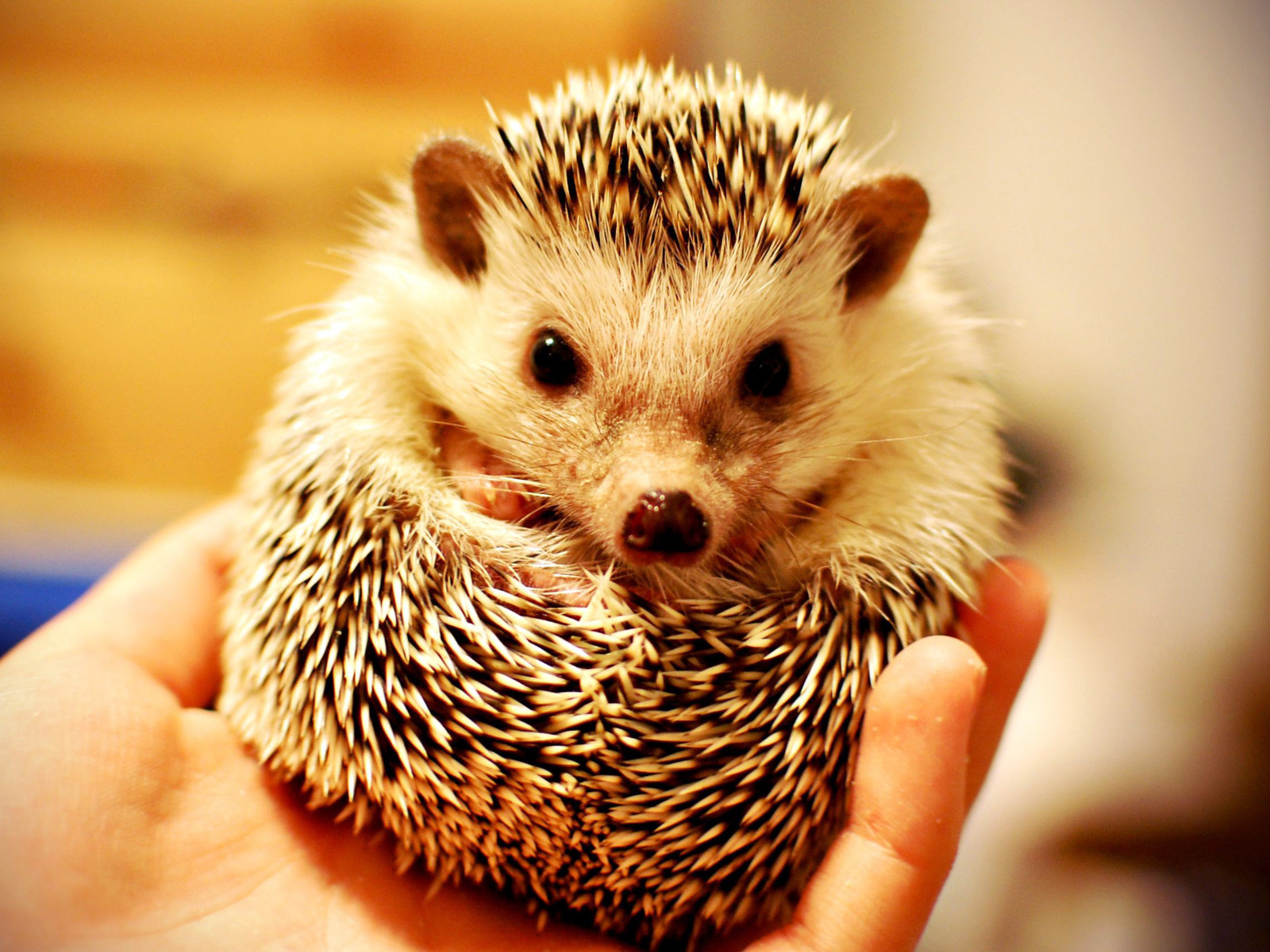 Колючий ежик