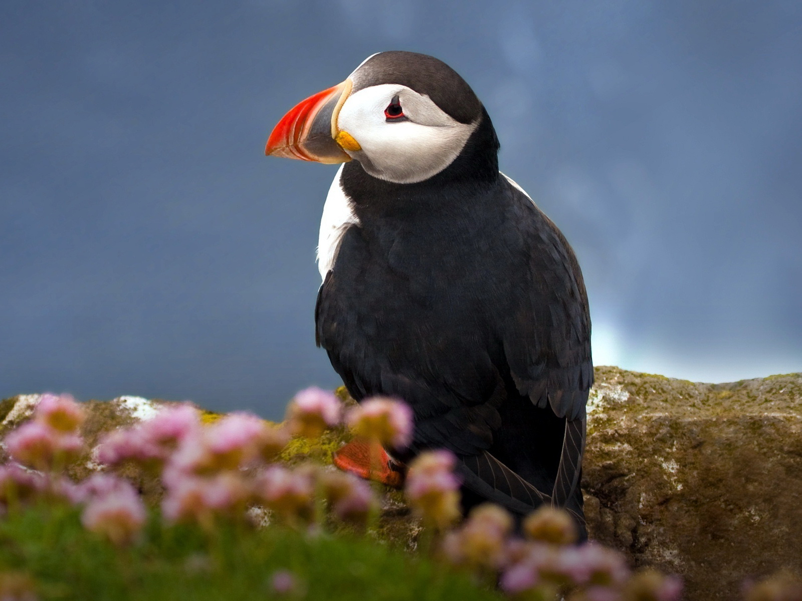 Атлантический тупик