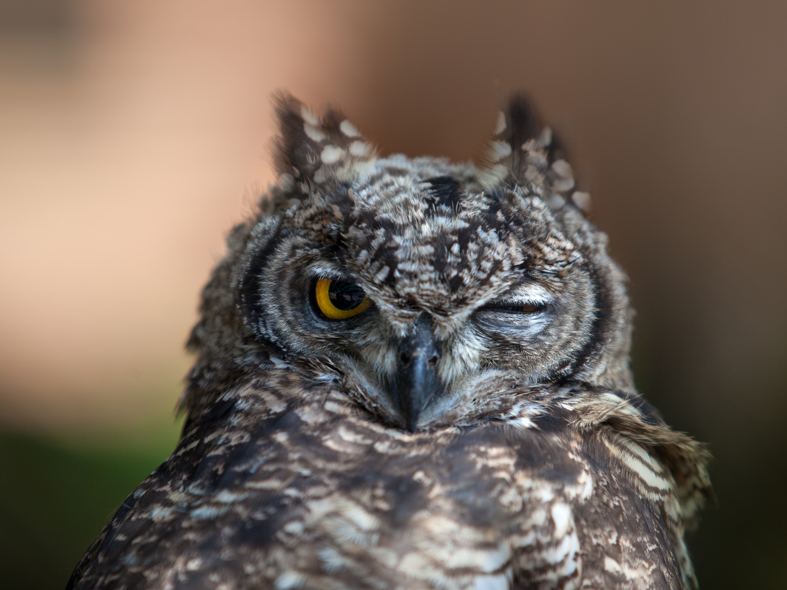 Крылатый хищник