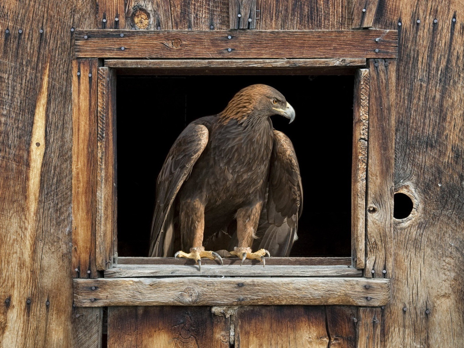 Орел в окне