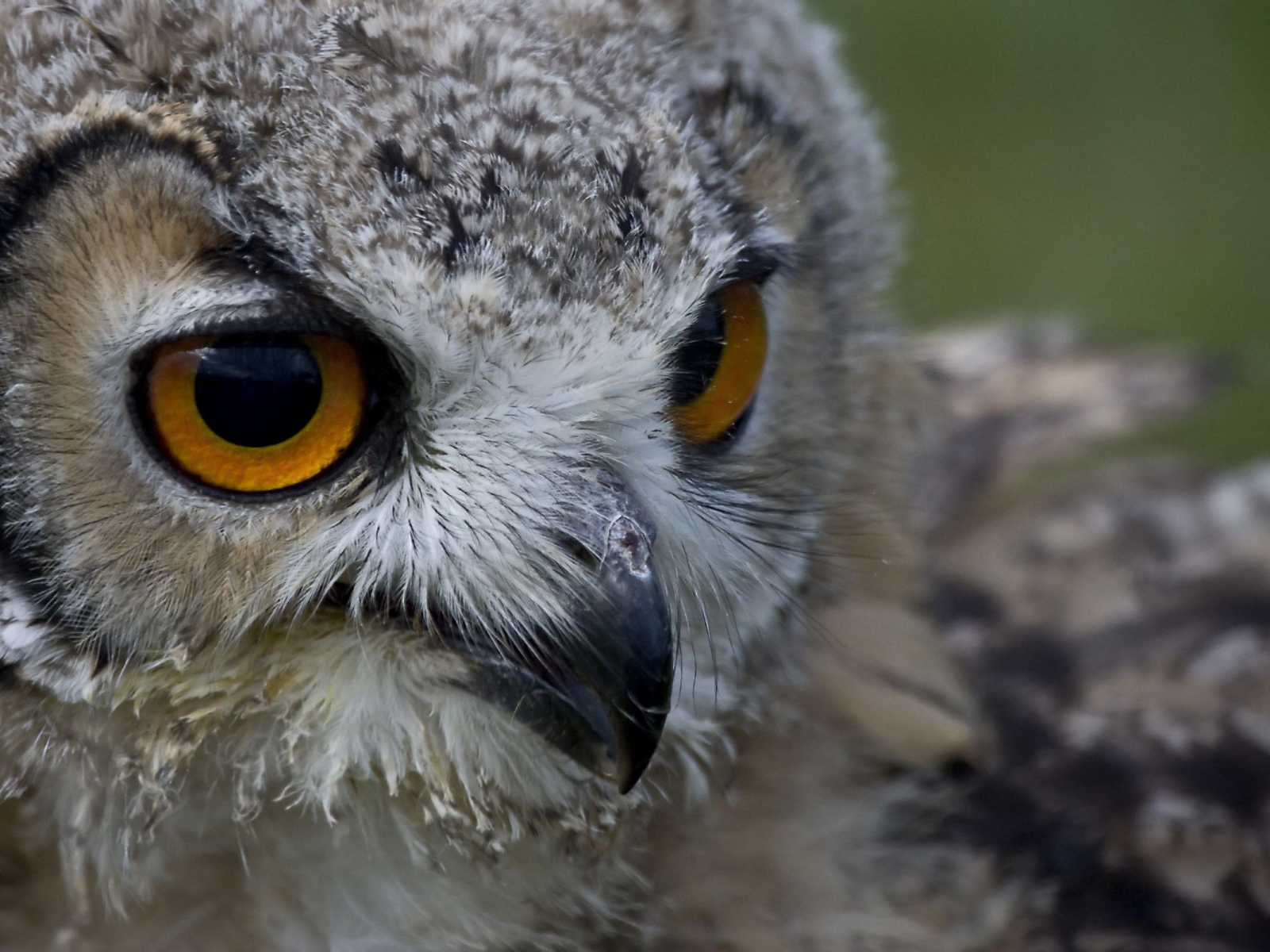 Взгляд совы