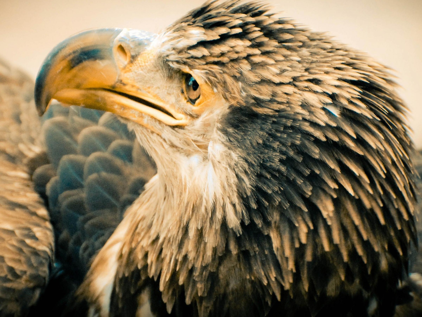 Старый орлан