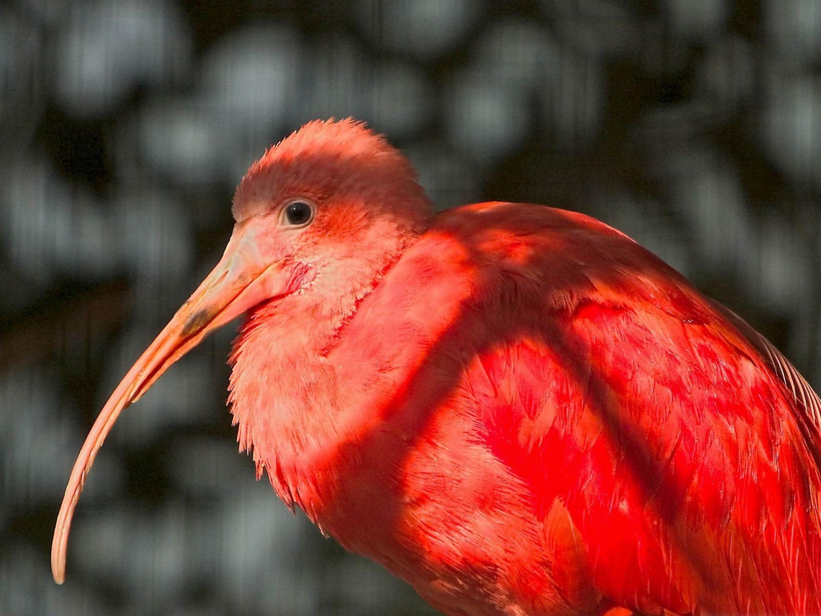 Красное фламинго