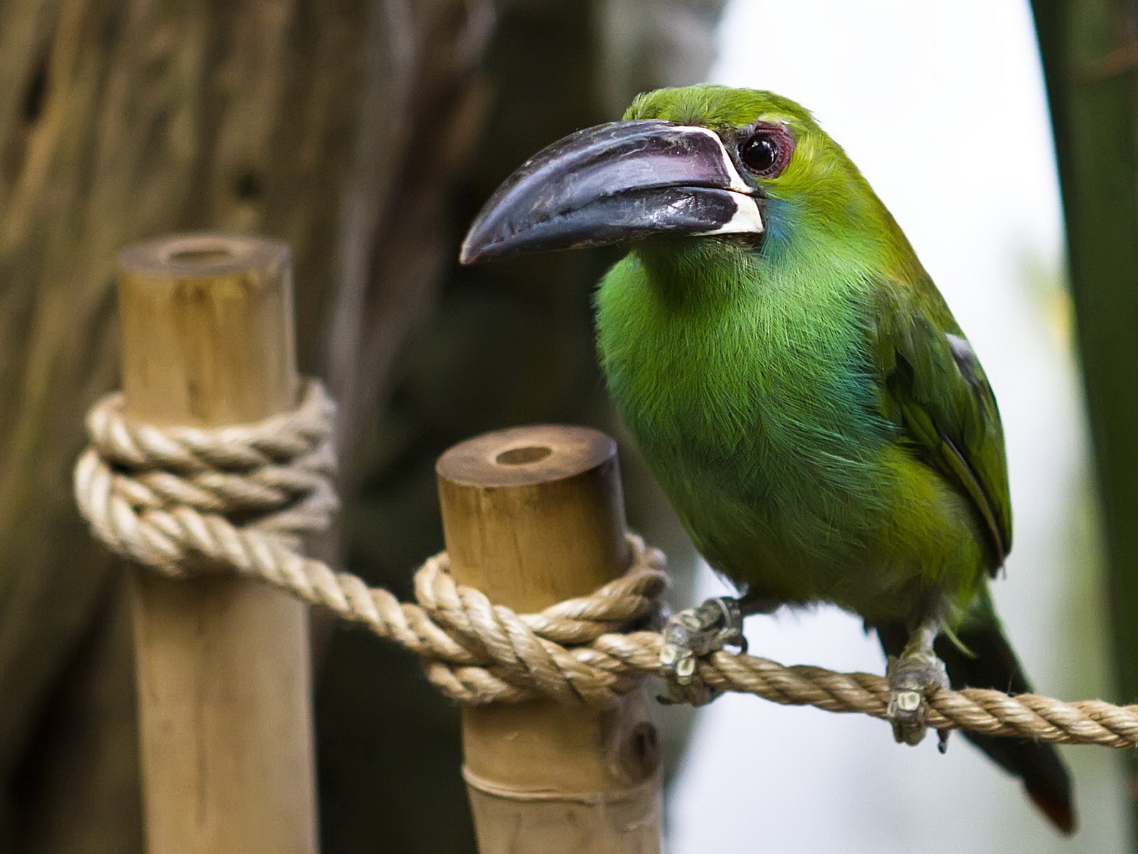 Птица с большим клювом