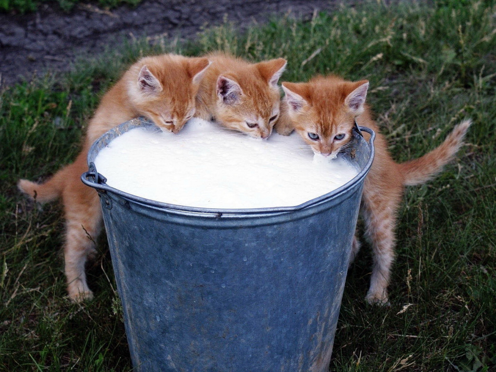 Котята и молоко