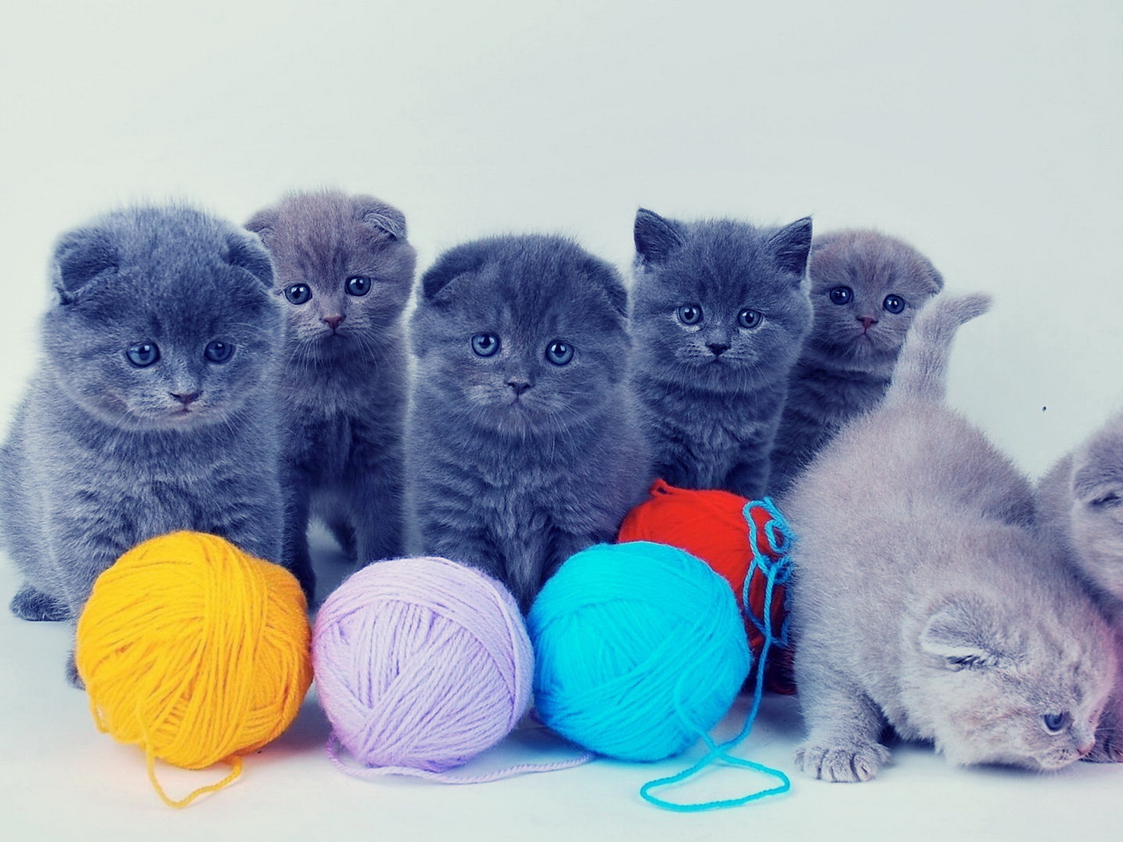 Котята и клубки