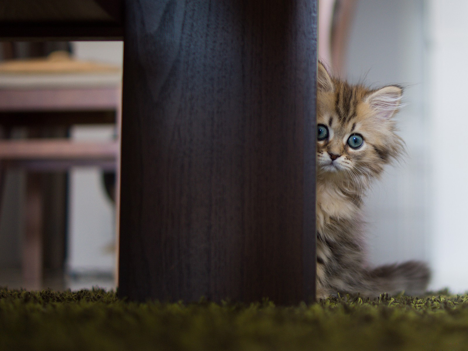 Испуганный котенок