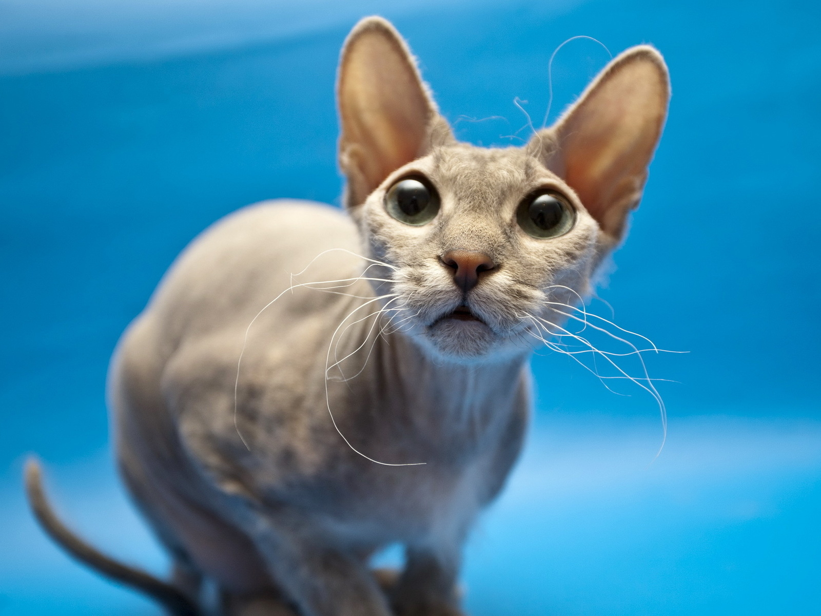 Кошка сфинкс