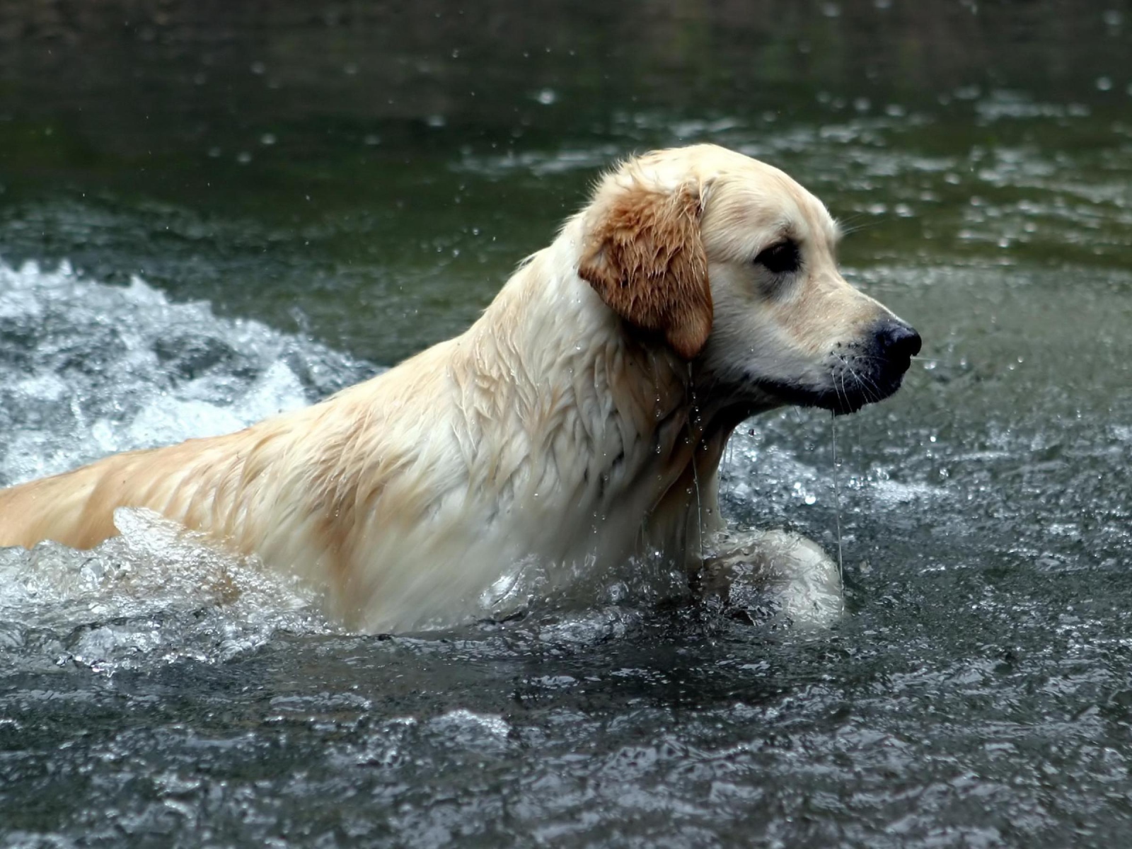 Австралийский лабрадор