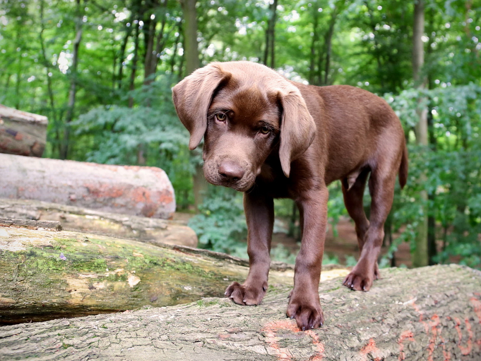 Щенок в лесу