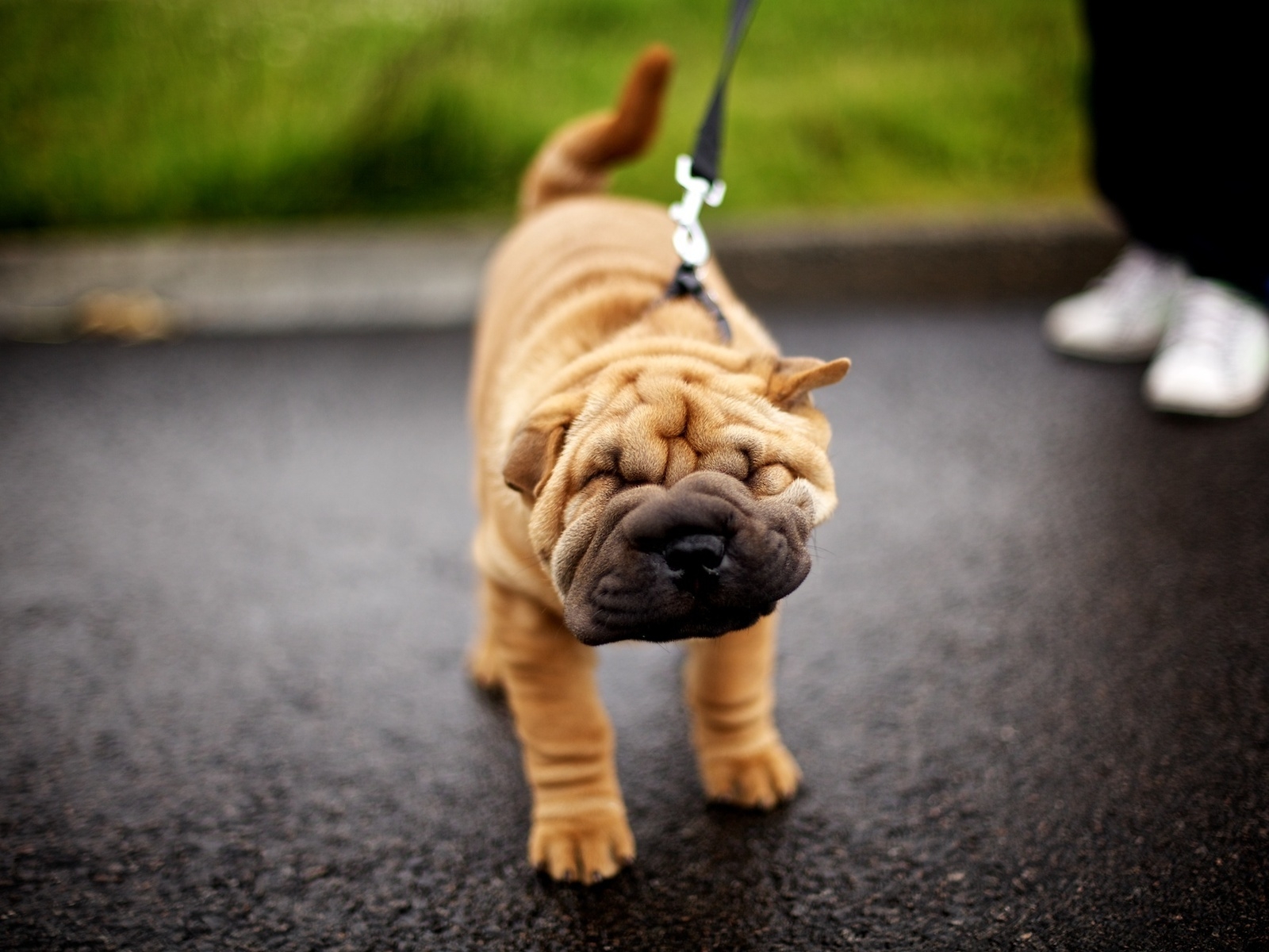 Шарпей на прогулке