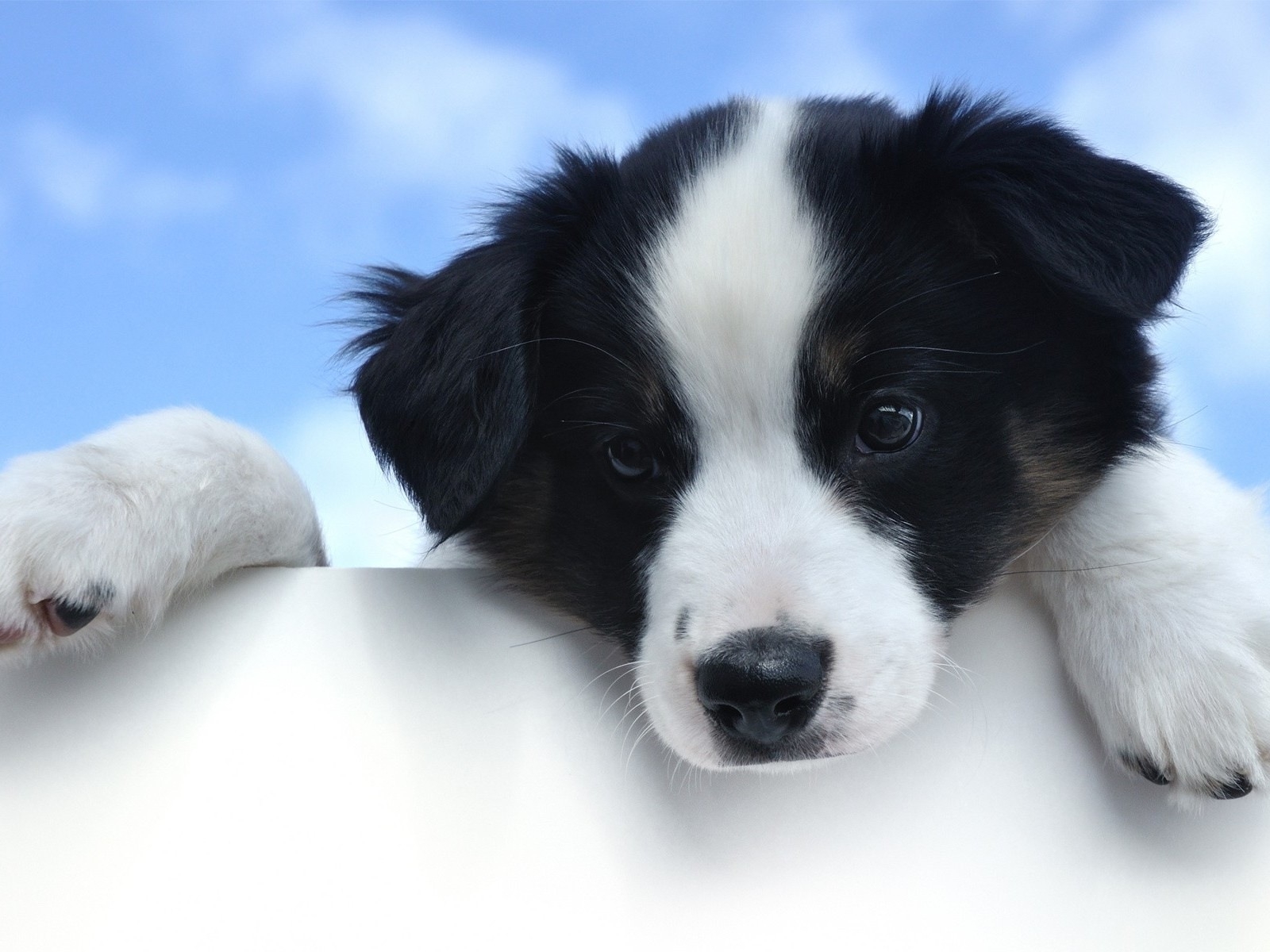 Красивый щенок