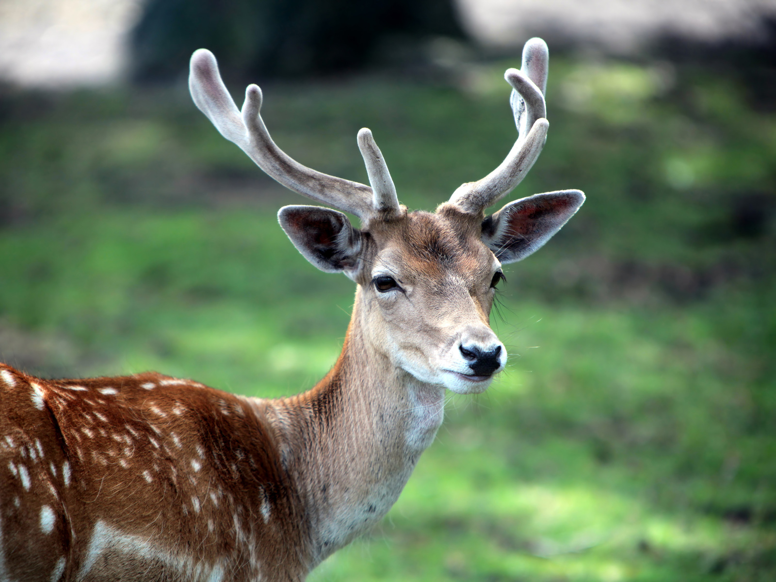 Рогатый олень