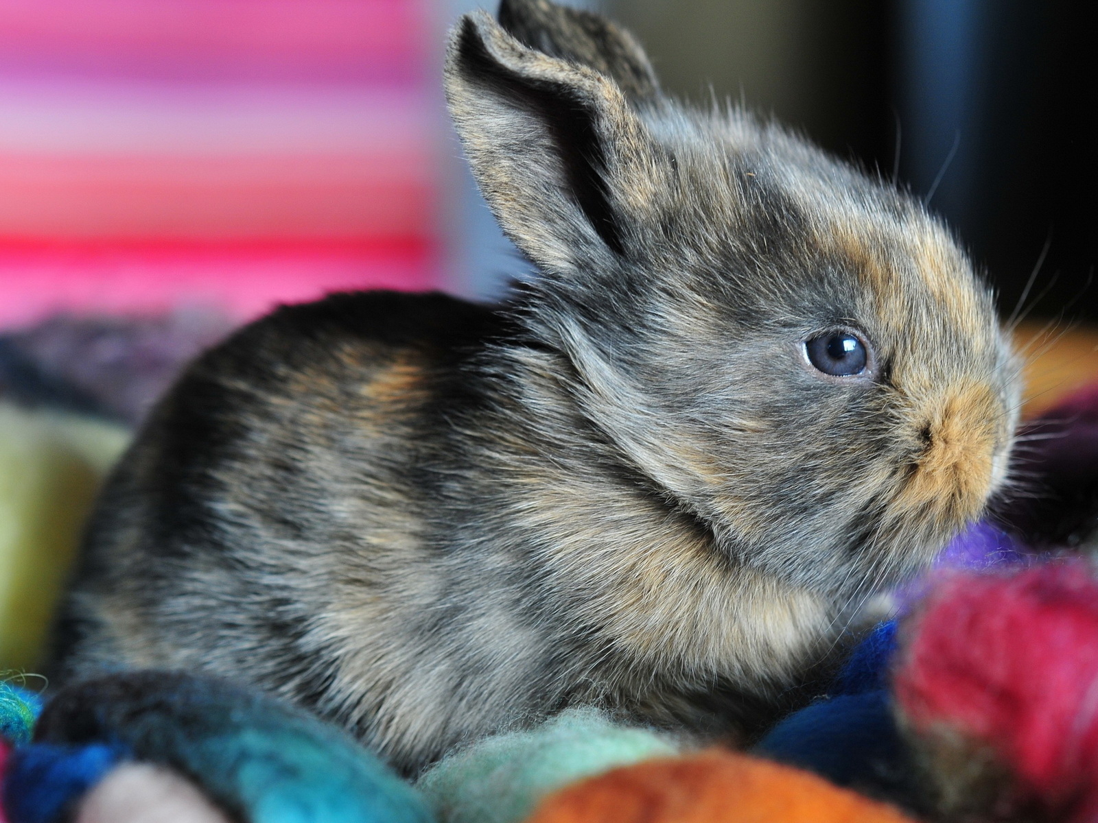 Ушастый кролик