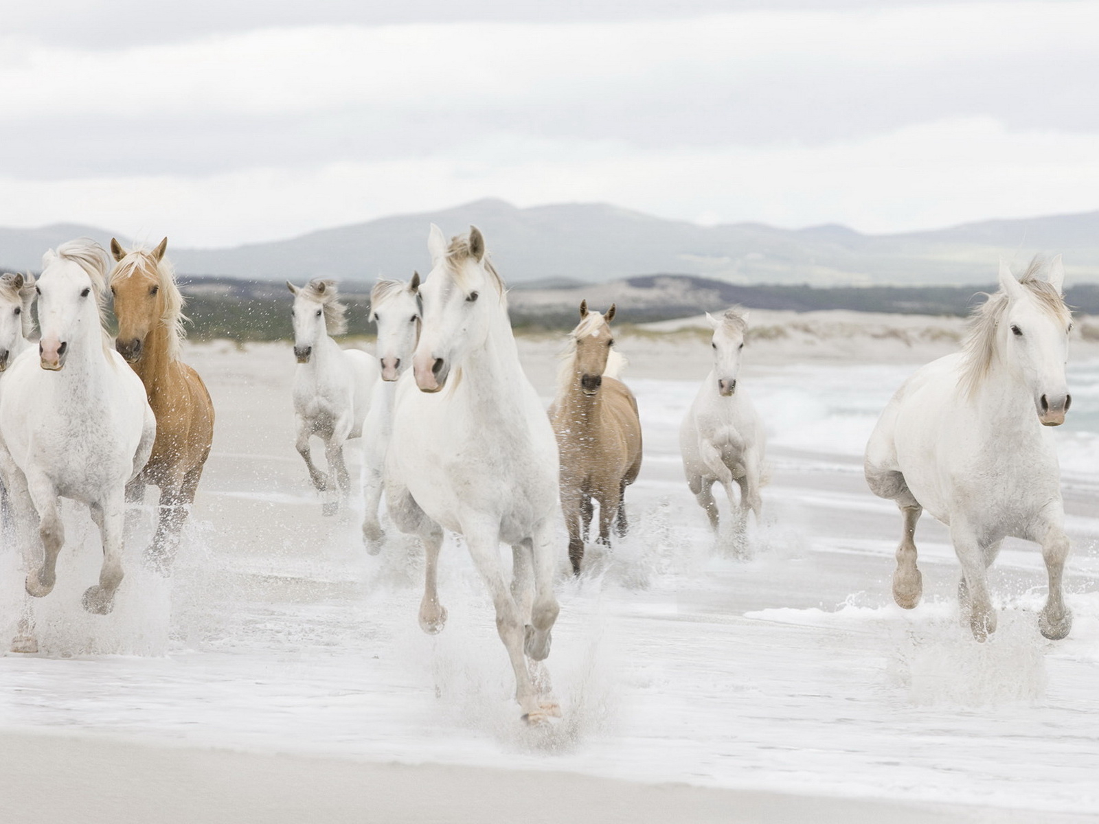 Лошадиный табун