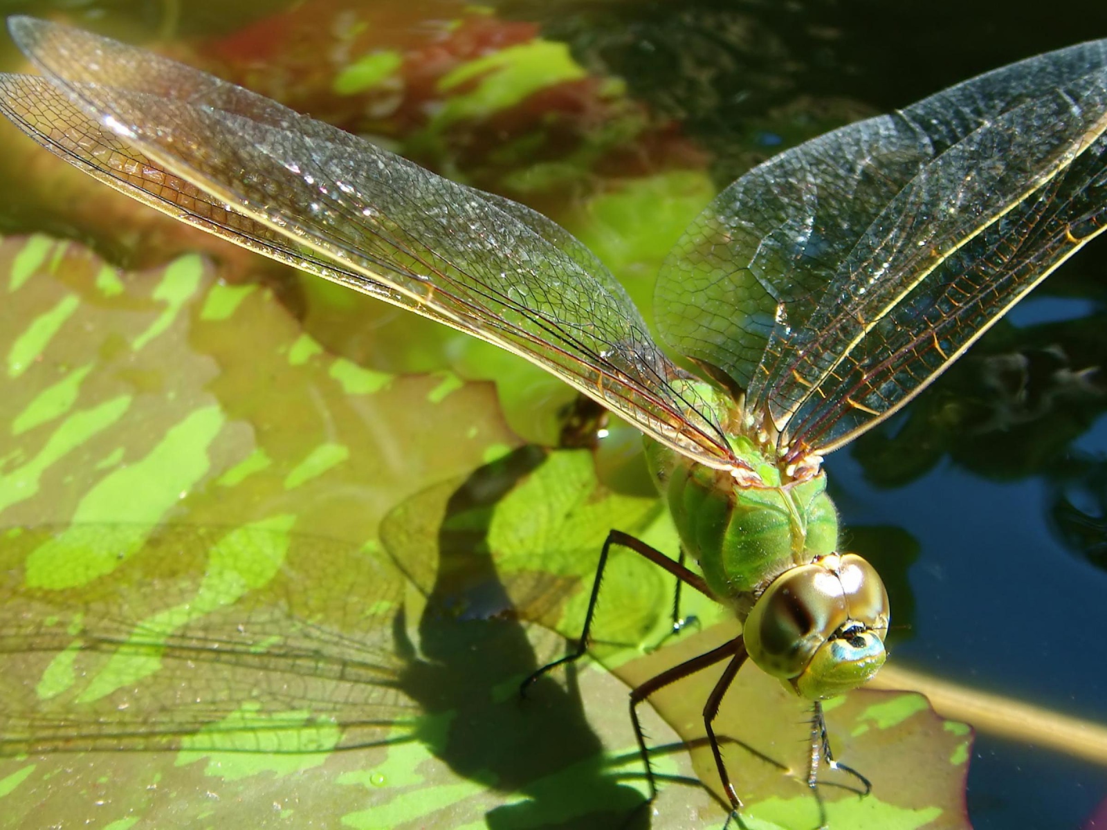 Полет стрекозы