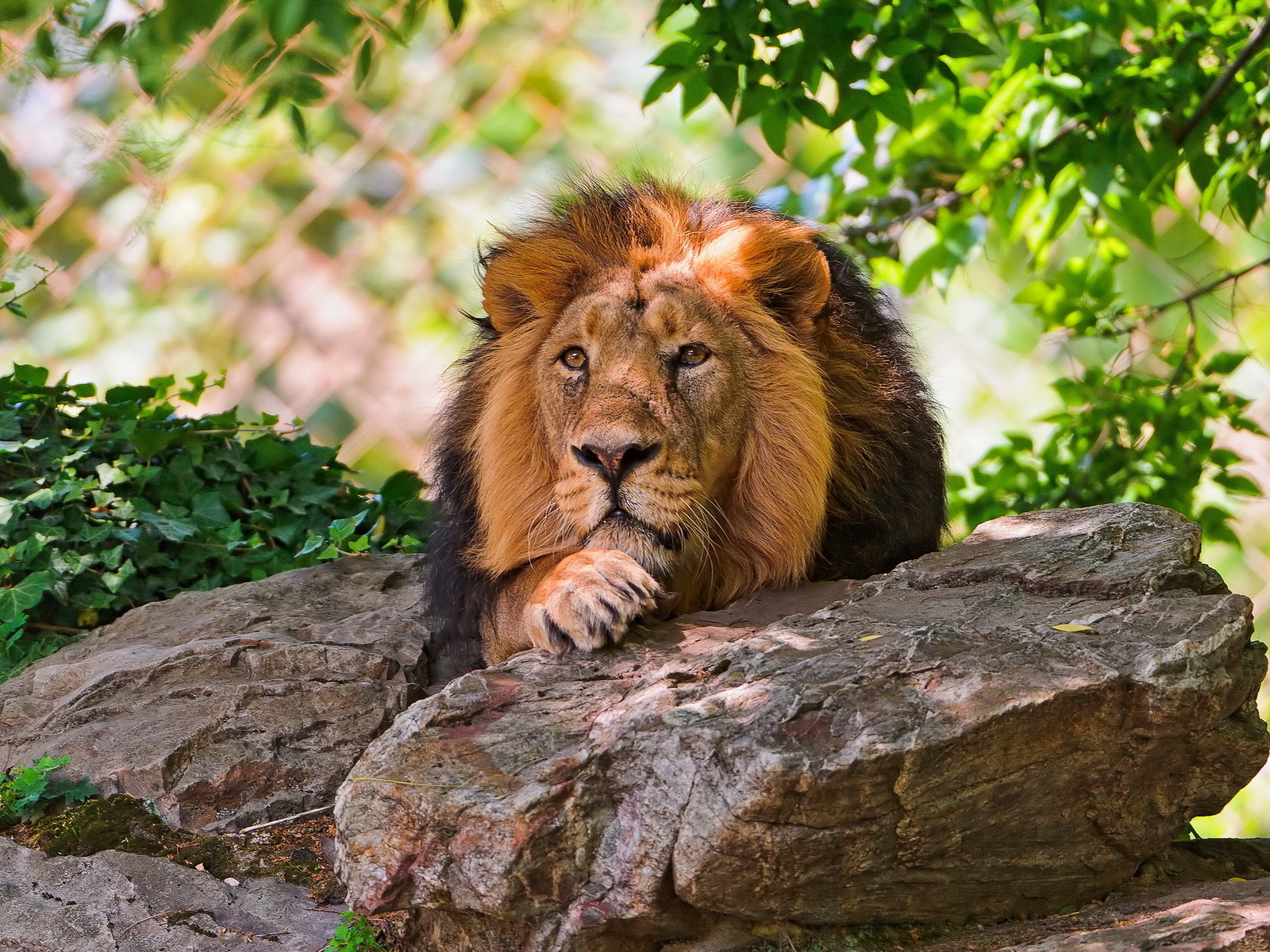 Лев за камнем