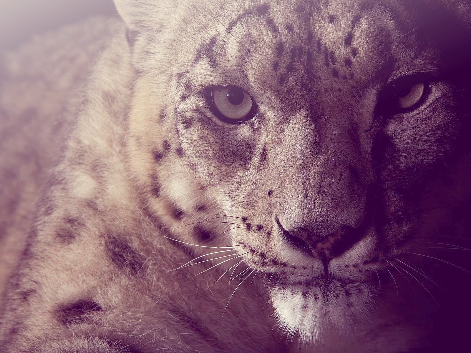 Взгляд снежного барса