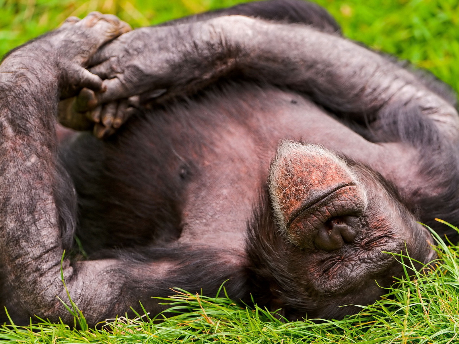 Спящая обезьяна