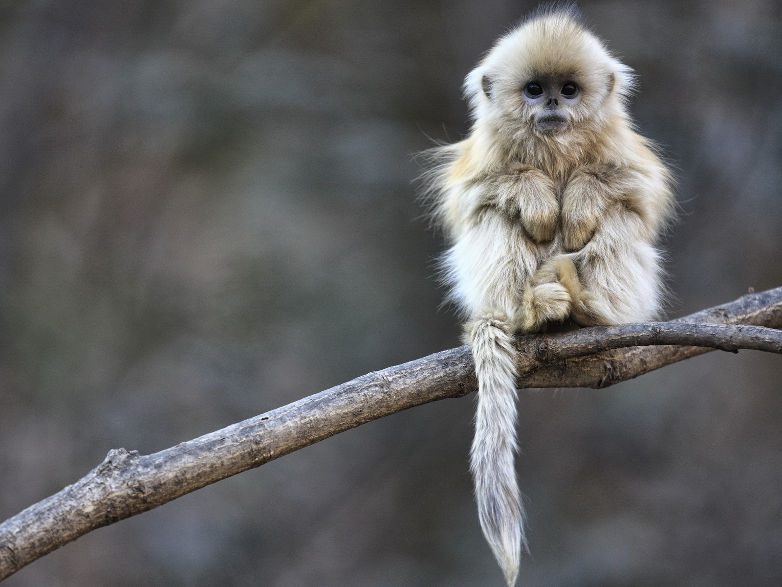 Маленькая обезьянка