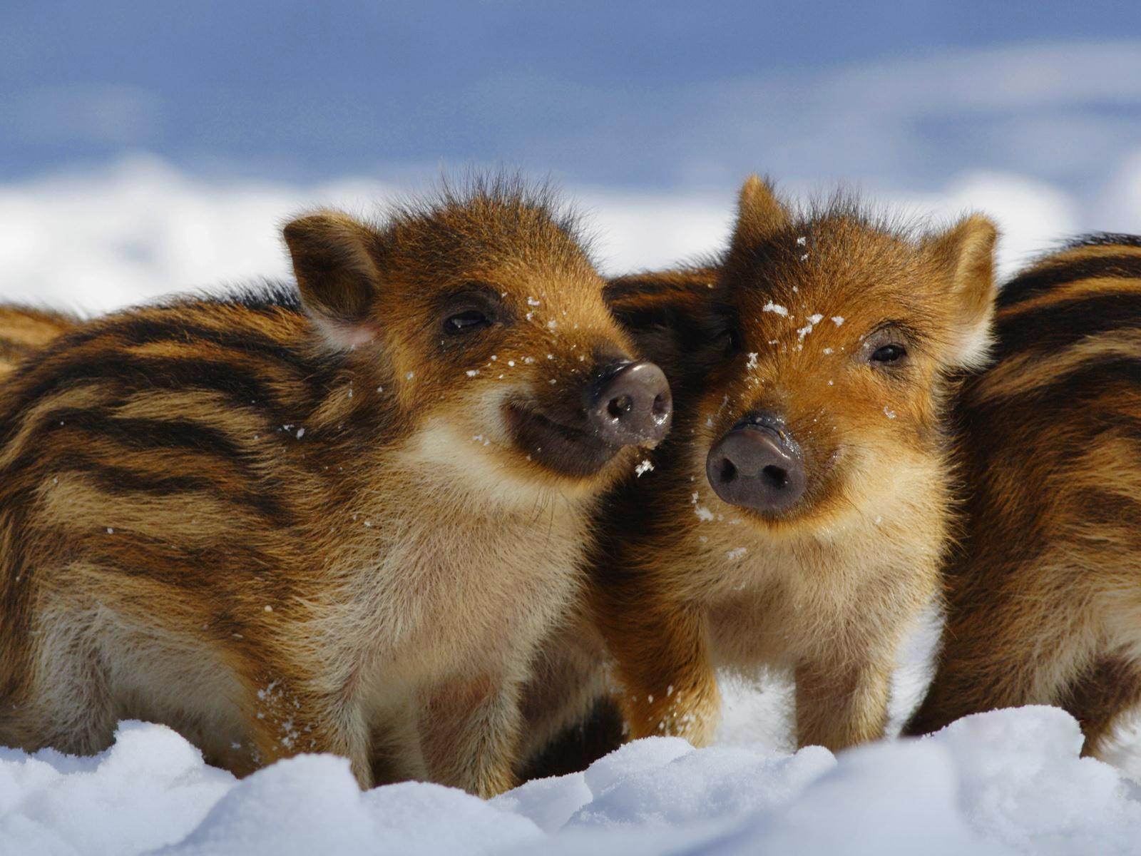 Дикие поросята