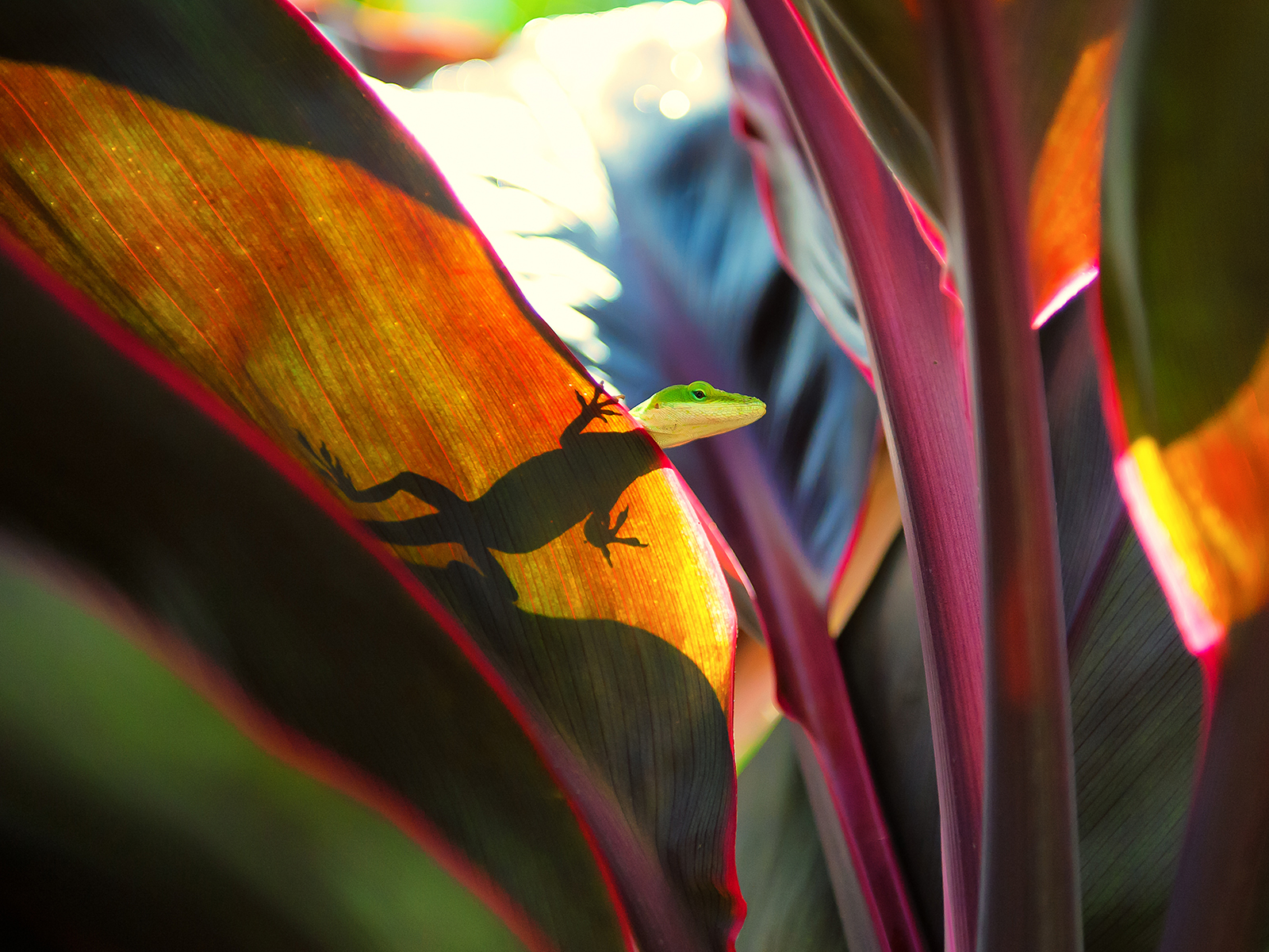 Ящерица на широких листьях