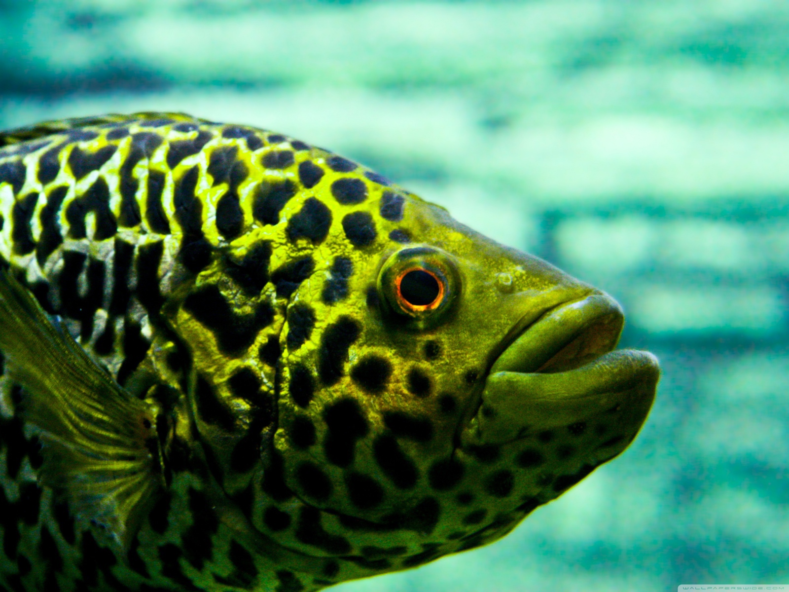 Взгляд рыбы