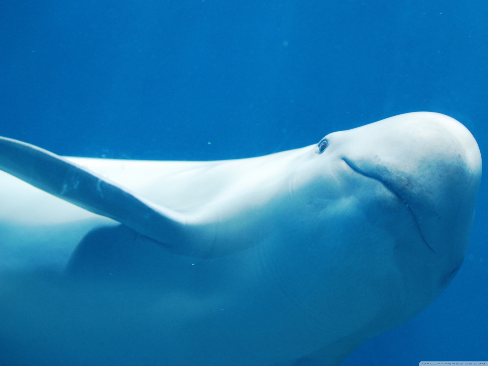 Белый дельфин