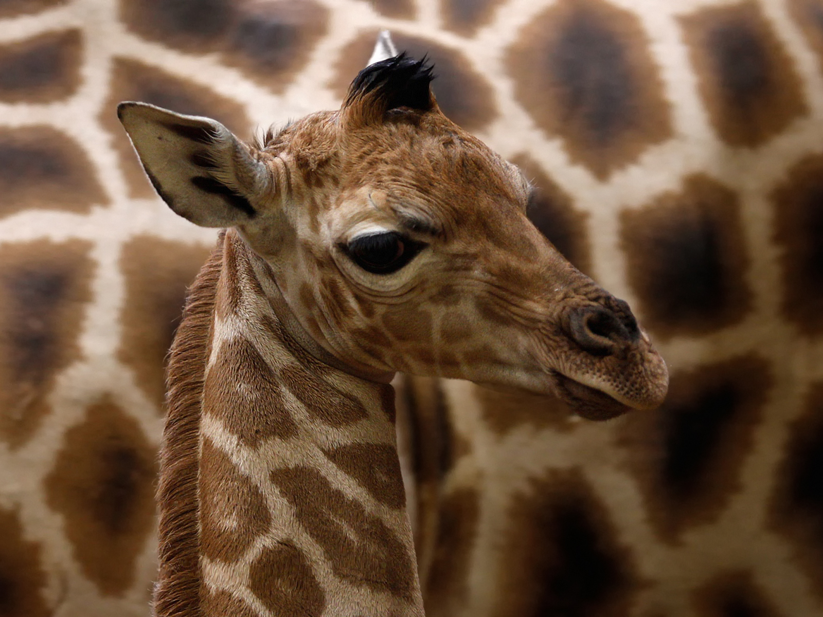 Детеныш жирафа