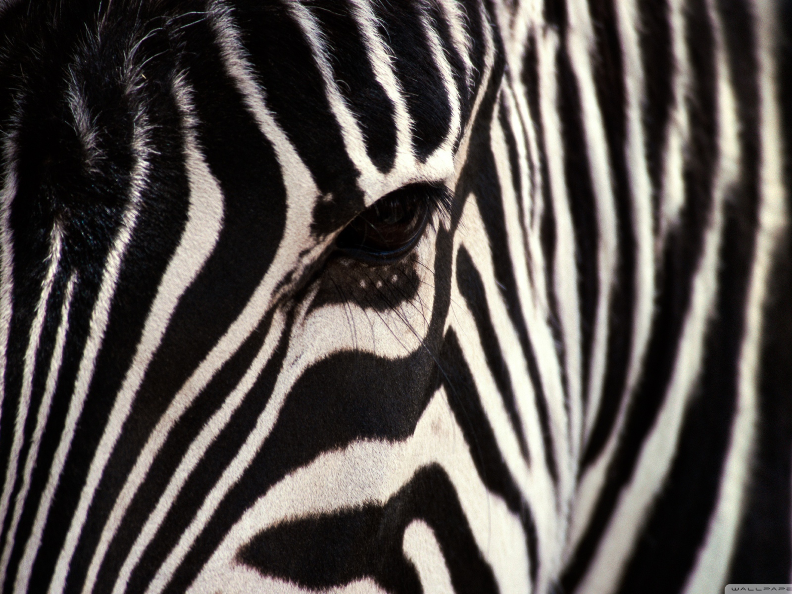 Взгляд зебры