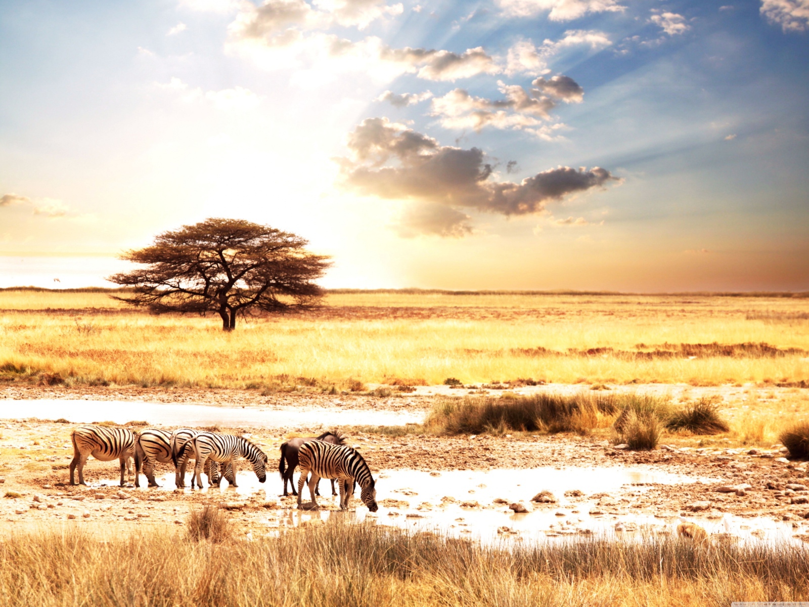 Зебры в саванне