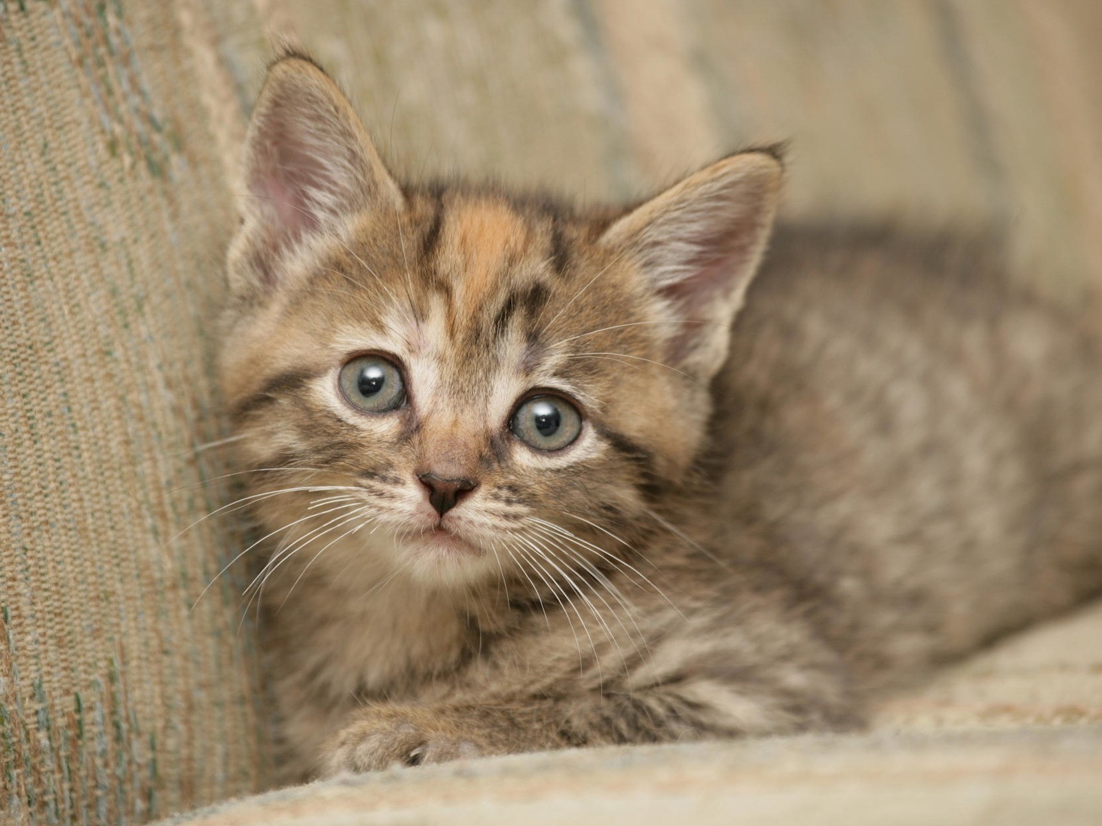 Котик на диване