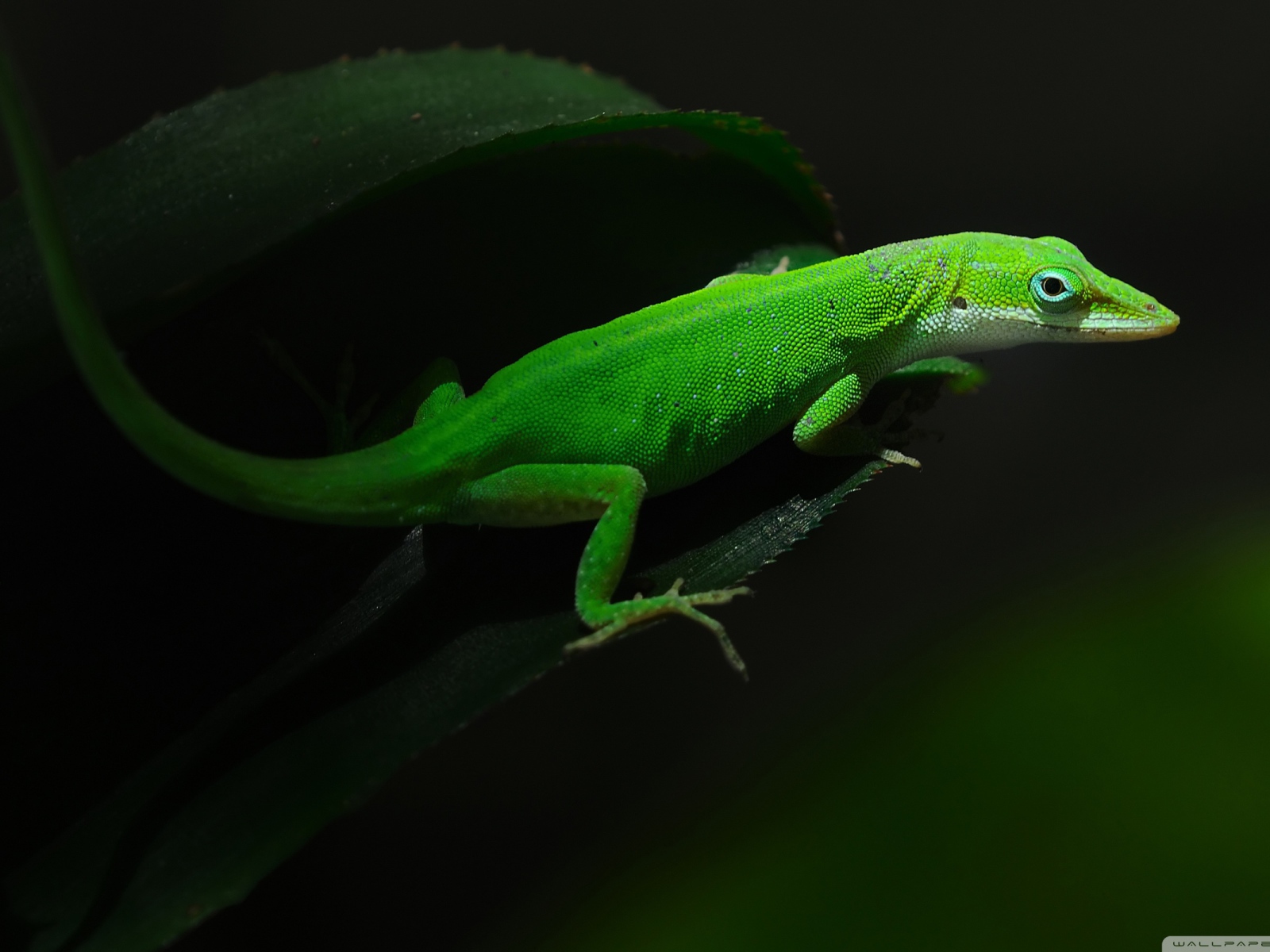 Зеленная ящерица