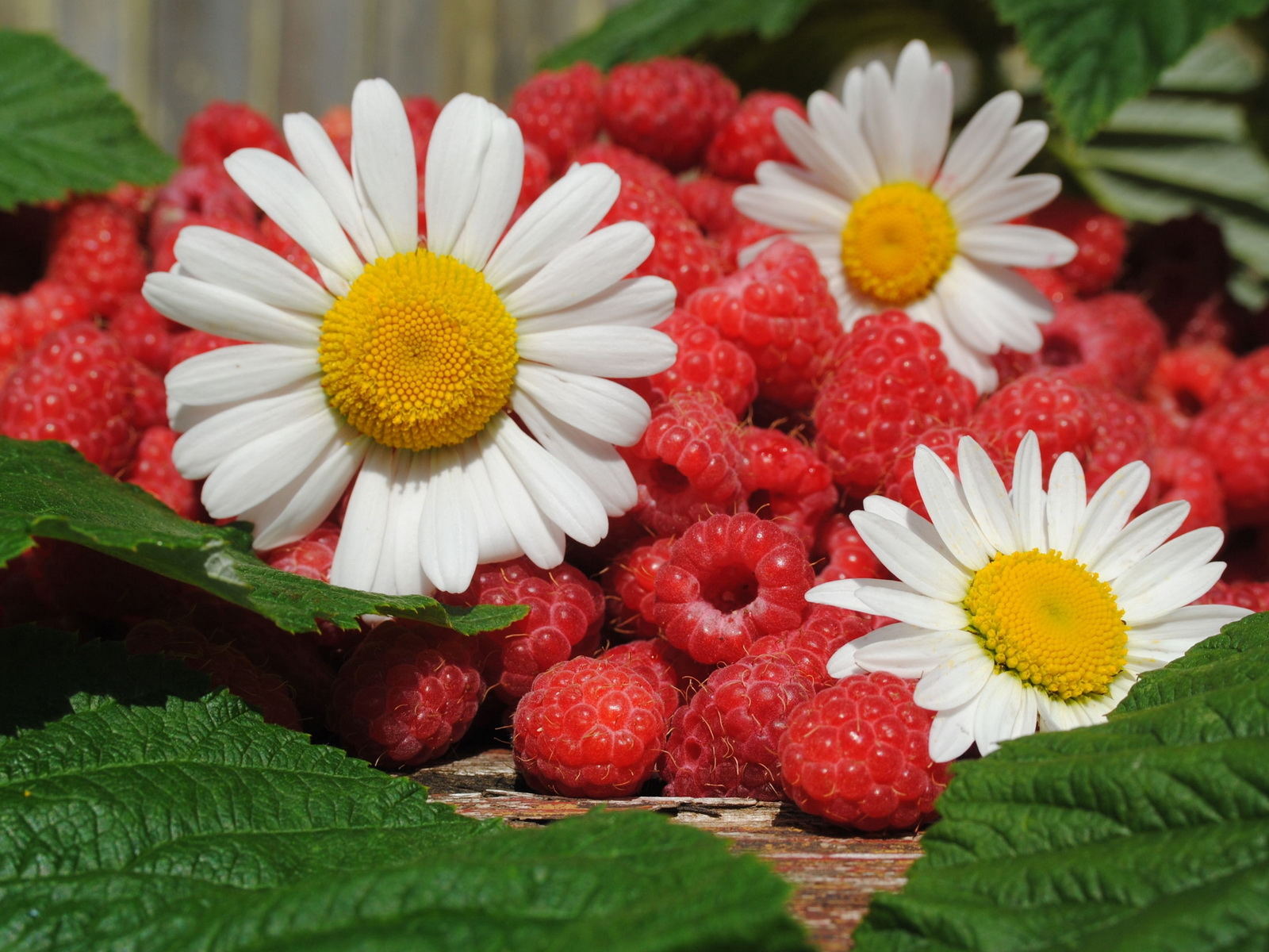 Малина и ромашки