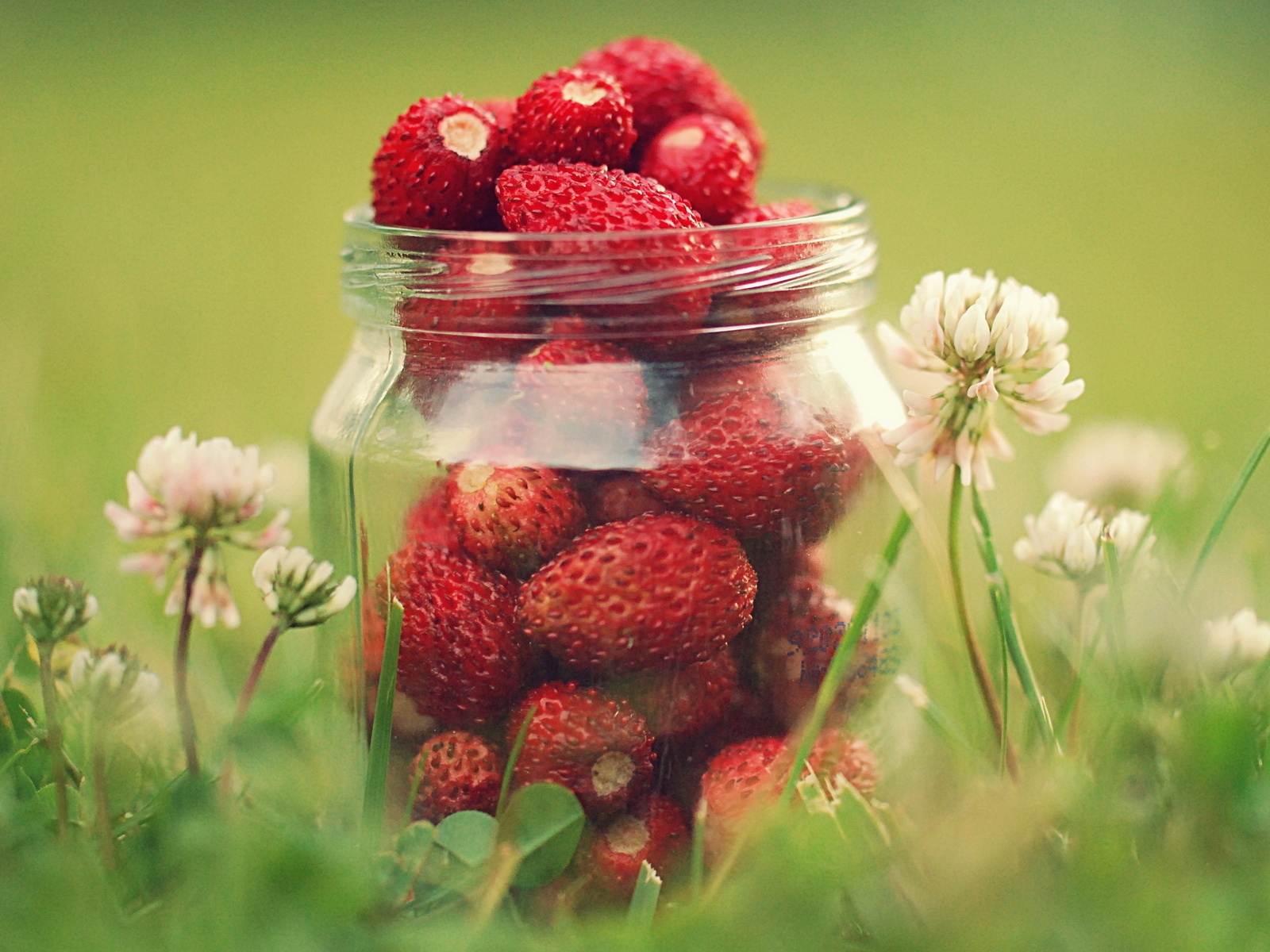 Земляника в банке