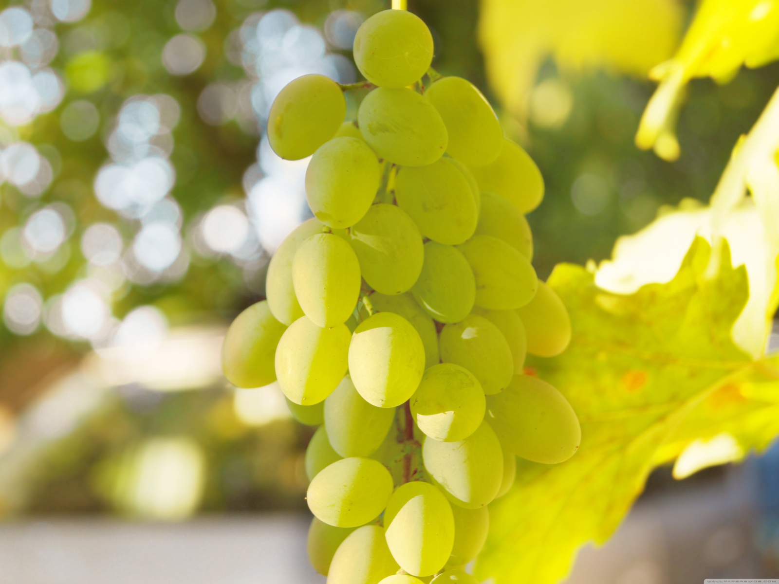Белый виноград