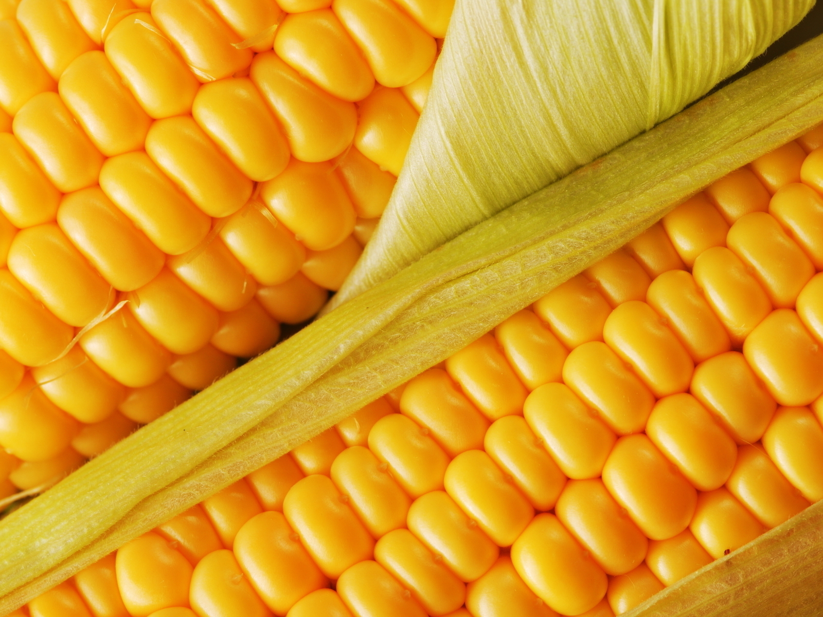 Сочная кукуруза