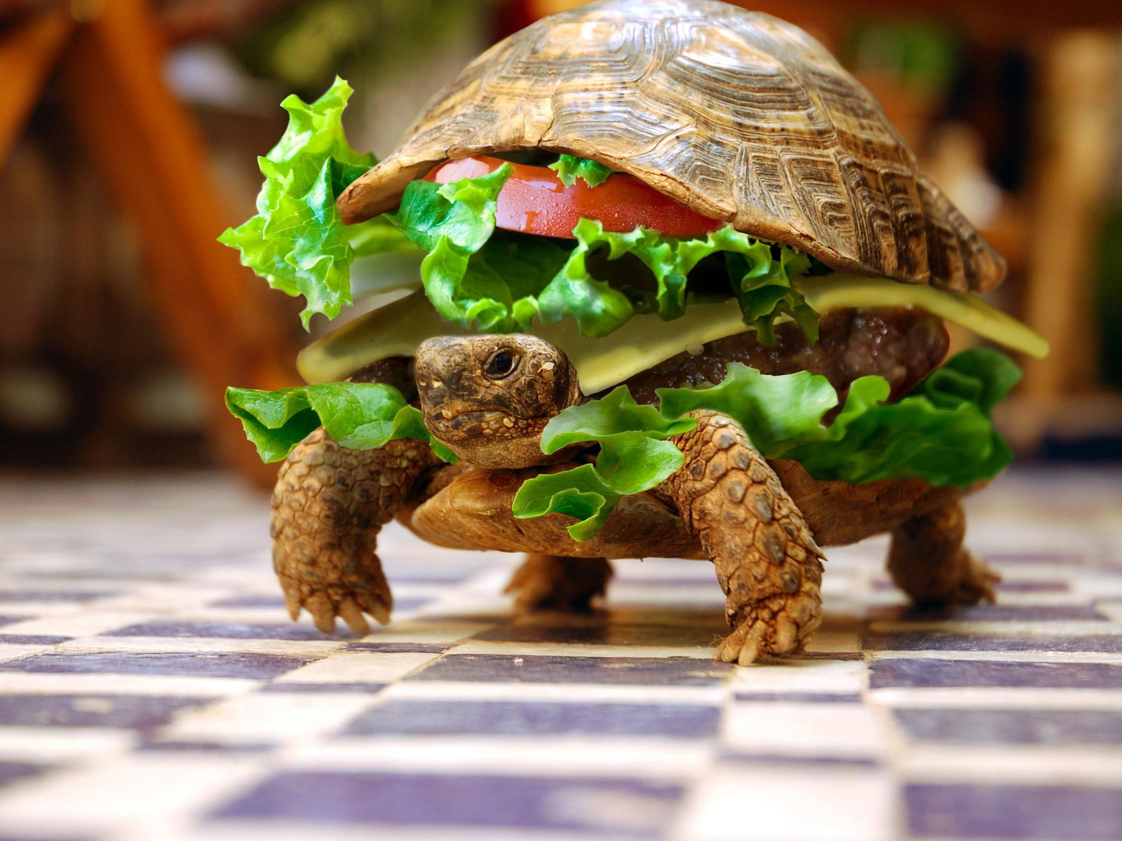 Delicious turtle