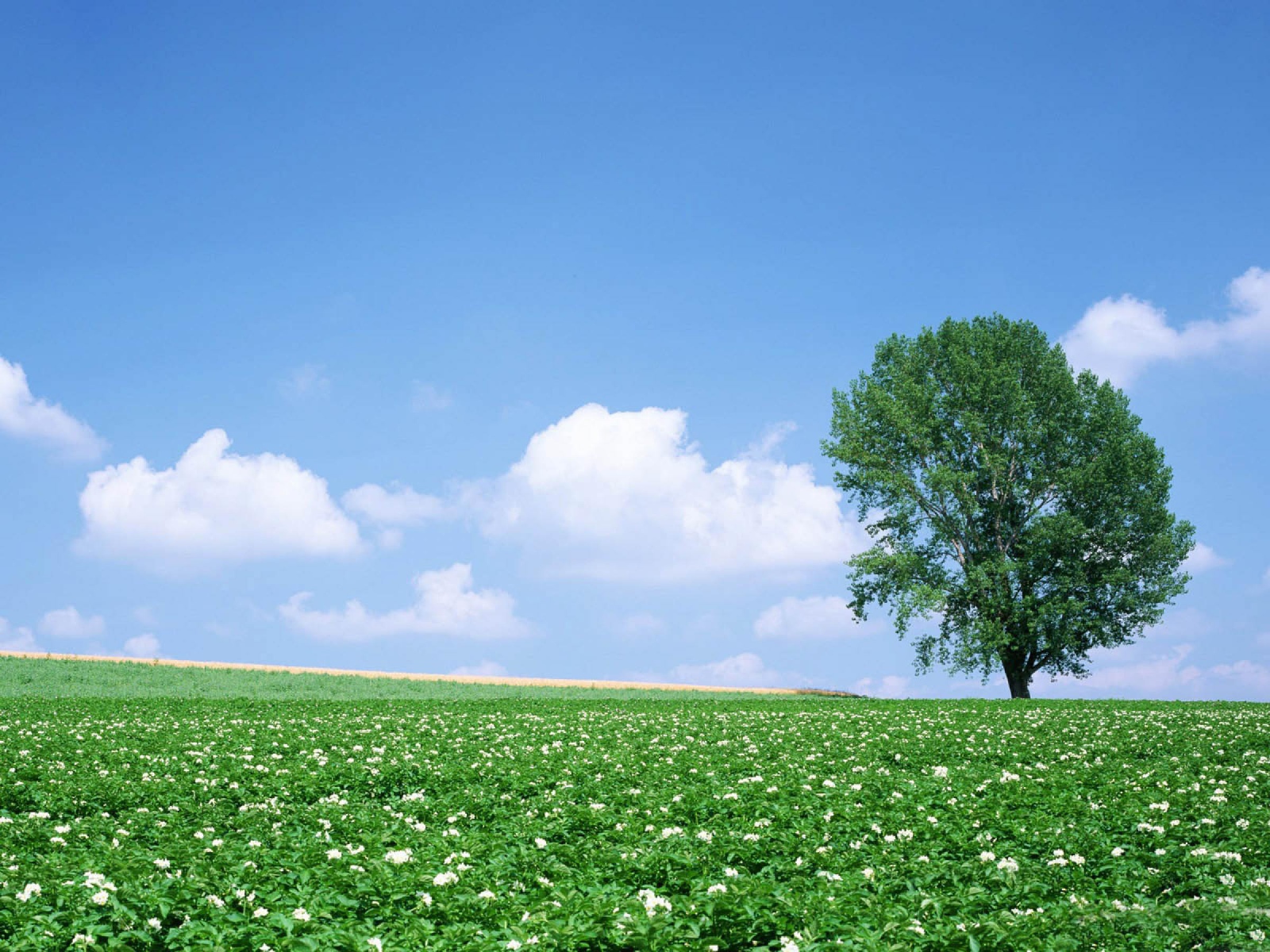 Дерево в цветочном поле