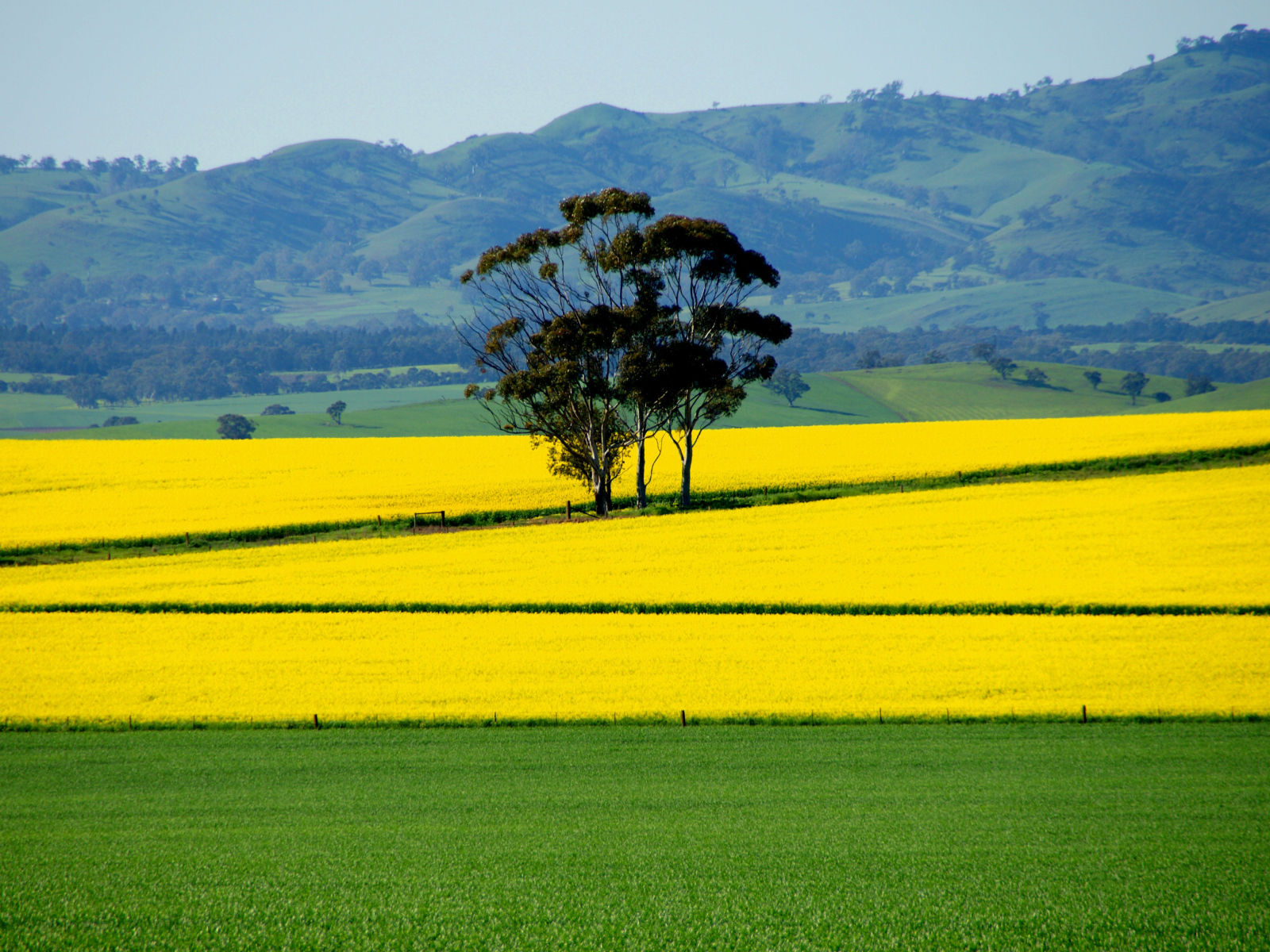 Ярко желтое поле
