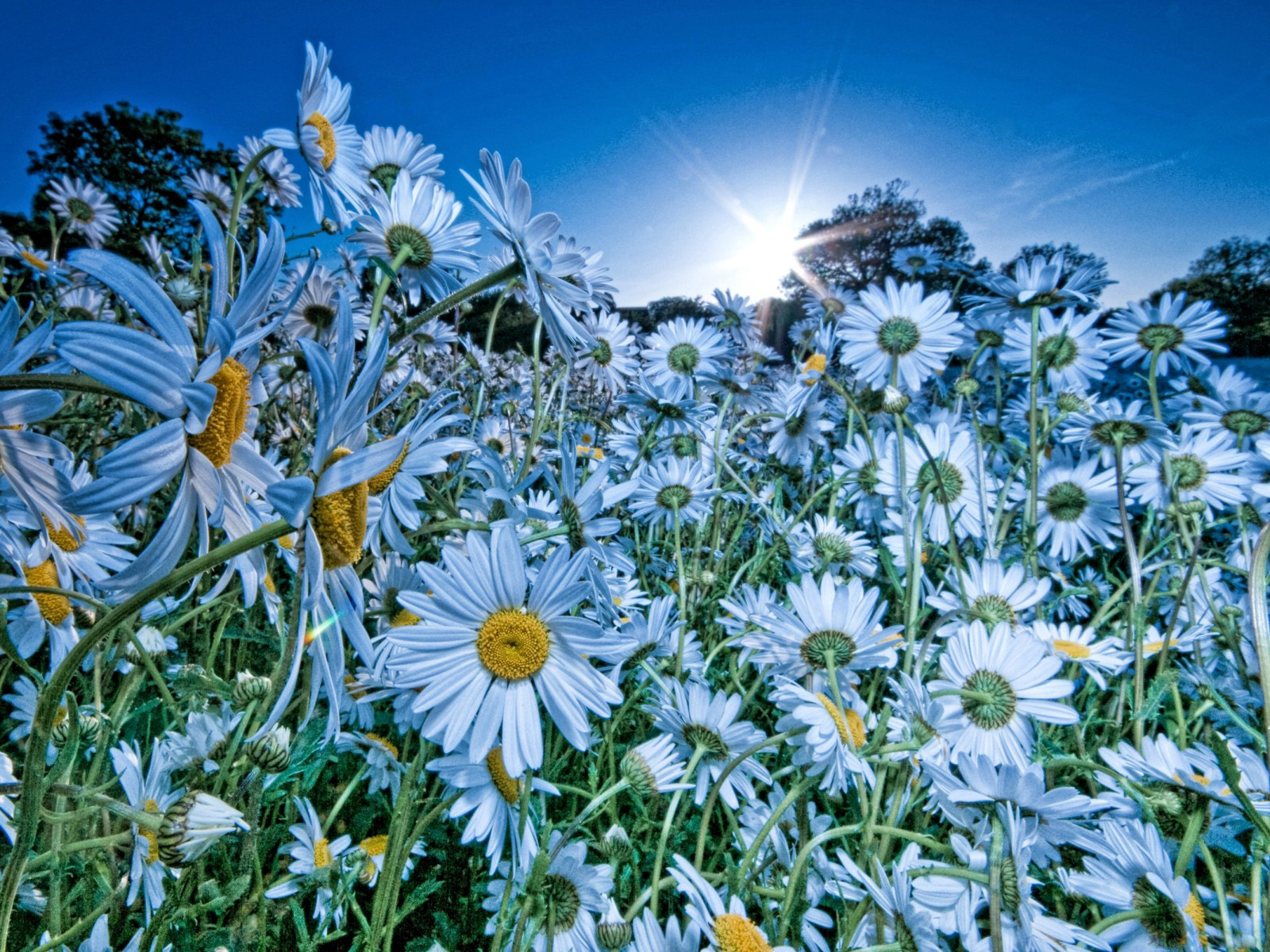 Облако ромашек