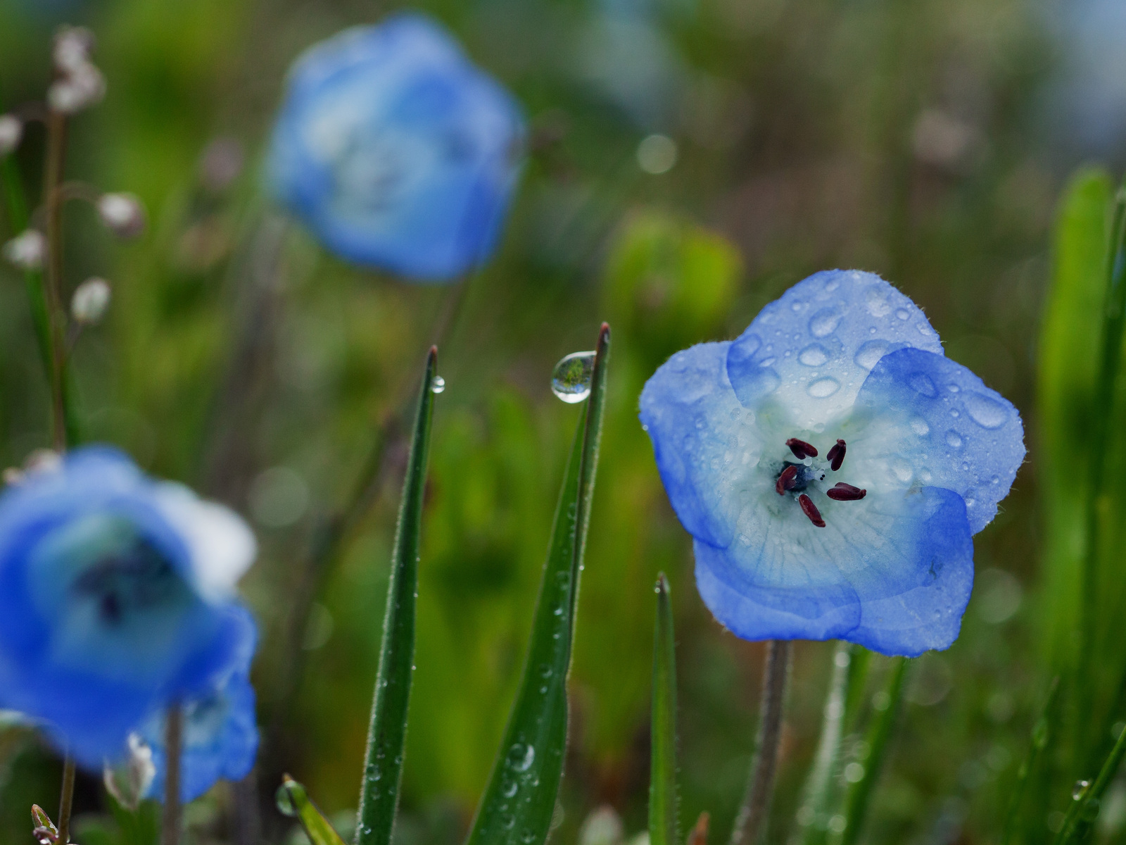 Колокольчики в росе