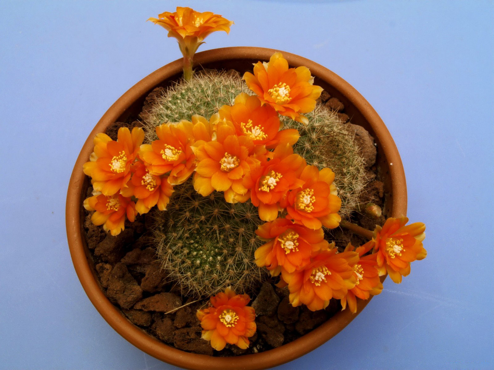 Кактус цветущий