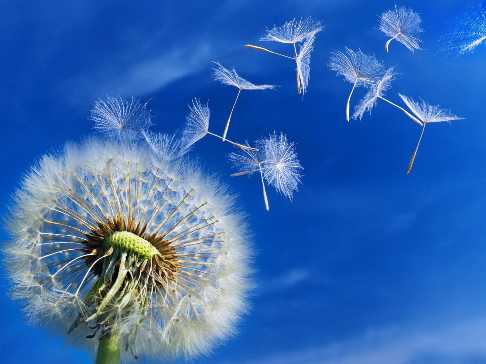 Пушистый одуванчик