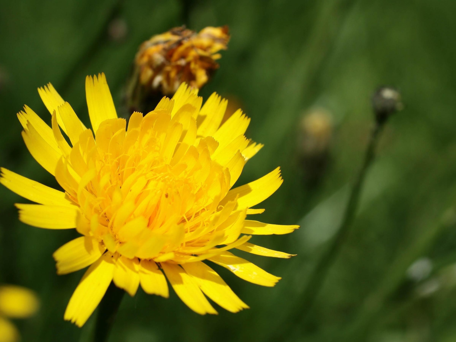 Золотой одуванчик