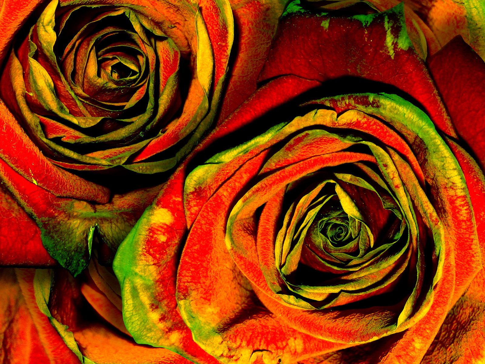 Зелено-красные розы