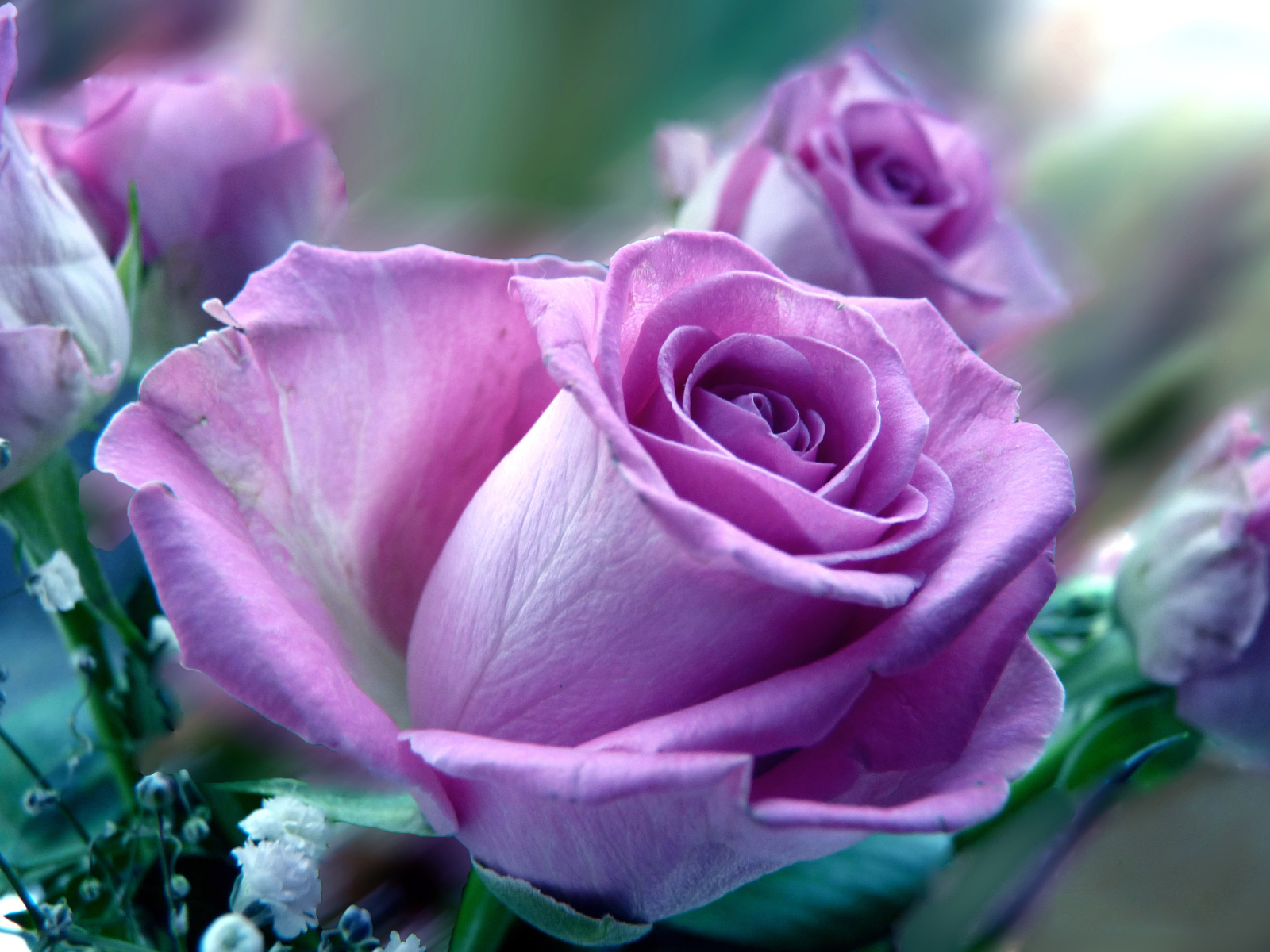 Сиреневая роза