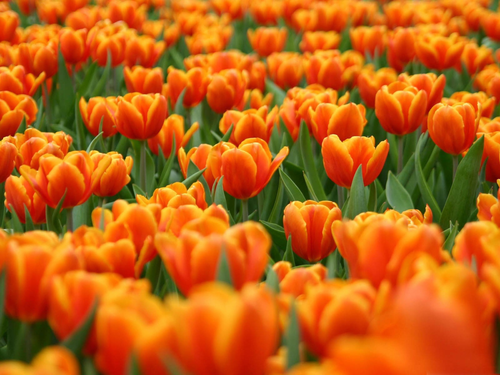 Оранжевые тюльпаны