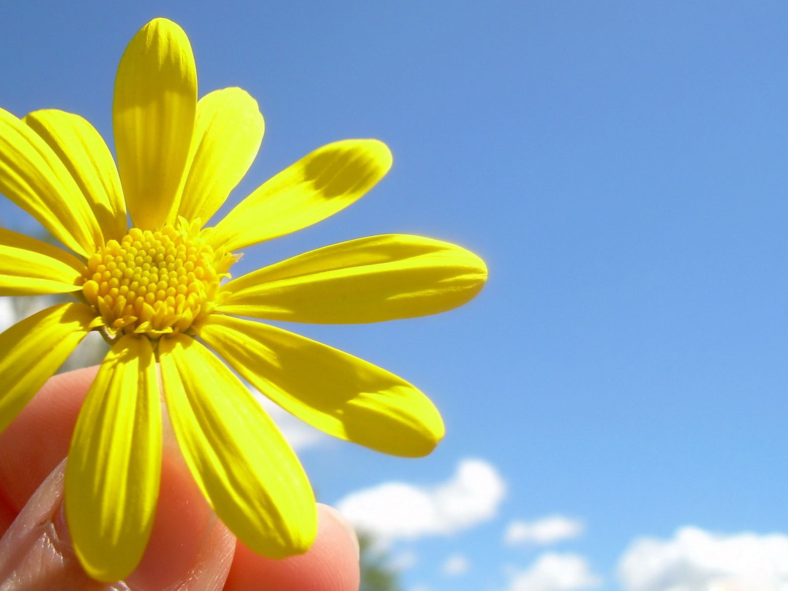 Солнечный цветок