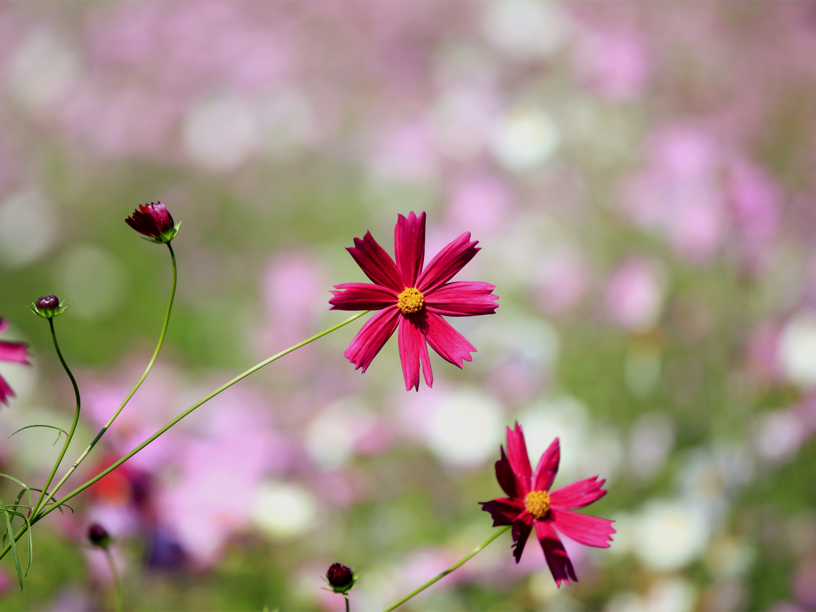 Цветки космеи